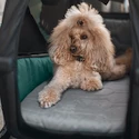 Thule Bexey Dog Bed L Ágy kerékpár utánfutó számára